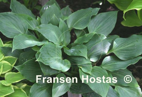 Hosta Barney Fife